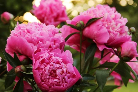 Experts Warn Gardeners to Protect Peonies From Summer Heat
