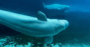 Canada conditionally approves plan to move Marineland’s beluga whales to U.S., saving them from euthanasia