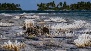 Thermoresistant ‘super corals’ offer hope amid climate change: Scientists
