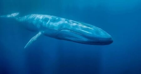 Altcoin Whales Have Been Very Active in Recent Hours – Here Are Their Trades