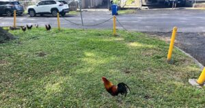 Hawaii residents may get OK to kill wild chickens