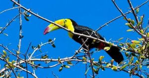 Toucan seen flying around Las Vegas is rescued after surviving in desert for months