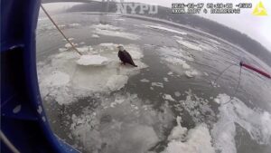 NYPD officers who helped rescue injured bald eagle on Hudson River speak out