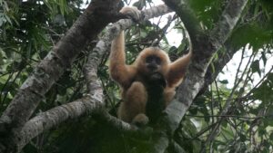 Why the Hainan gibbon may have bounced back from the brink of extinction