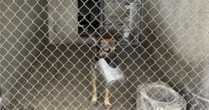 4 military working dogs died because of “unsatisfactory kennel facilities,” Pentagon watchdog finds