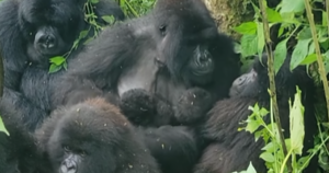 Mountain gorilla twins born in national park for 2nd time this year: “Exceptionally rare event”
