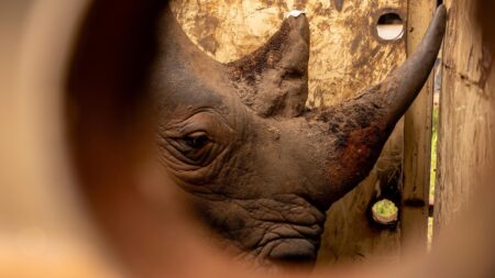 Uganda reintroduces rhinos in protected area where they have been extinct since 1983
