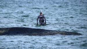 Whale stranded at a Baltic Sea resort has swum off a sandbank. But it isn’t safe yet