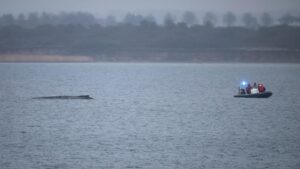 Whale stranded in the Baltic Sea swims free again. It still faces a tough task