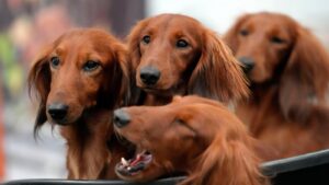 French bulldog frenzy may be cooling in US, but dachshunds are riding high
