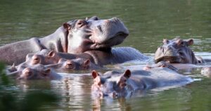Colombia to euthanize dozens of “cocaine hippos” linked to drug lord Pablo Escobar in bid to control population