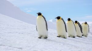 Emperor penguin, Antarctic fur seal now listed as endangered in updated IUCN Red List