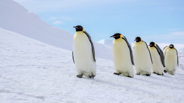 Emperor penguin, Antarctic fur seal now listed as endangered in updated IUCN Red List