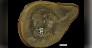 “Weird blob” creature thought to be the world’s oldest octopus isn’t an octopus after all. Here’s what scientists found.