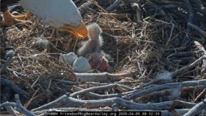 Viral bald eagles Jackie and Shadow welcome pair of eaglets