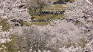 Japanese town sours on the crowds coming to see cherry blossoms and Mount Fuji