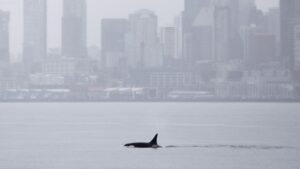 Orcas never seen before in Seattle delight whale watchers with a visit