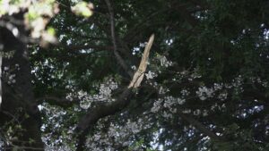 Collapse of Tokyo’s aging cherry blossom trees raises safety concerns