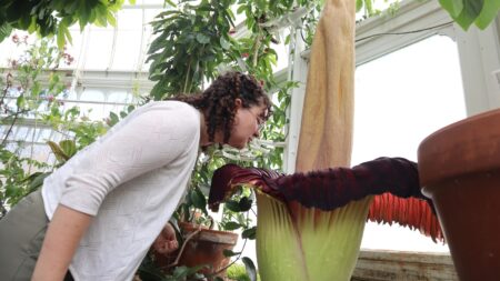 Mount Holyoke’s corpse flower blooms again, drawing crowds to its ‘rotting flesh’ stench